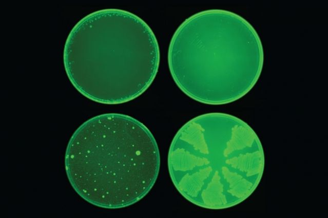 đ AI har hittat en ny typ av antibiotika som fungerar mot mĂ„nga resistenta bakterier
