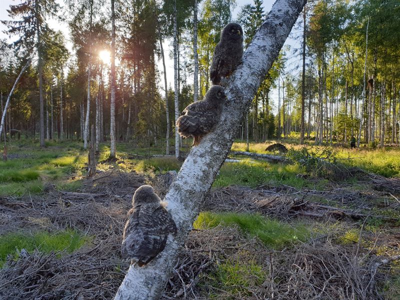 đŠ Stor ökning av rödlistad lappuggla