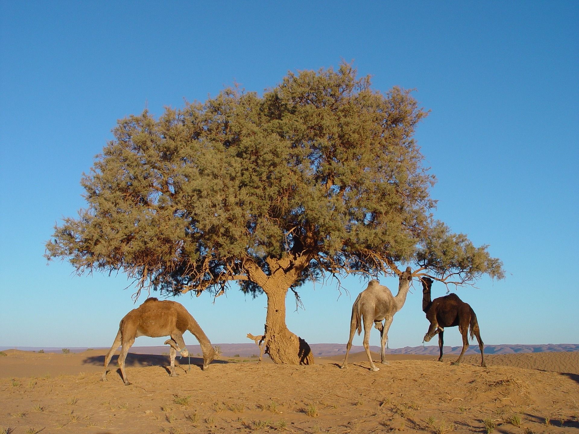 đł AI hittar miljarder trĂ€d i Sahara