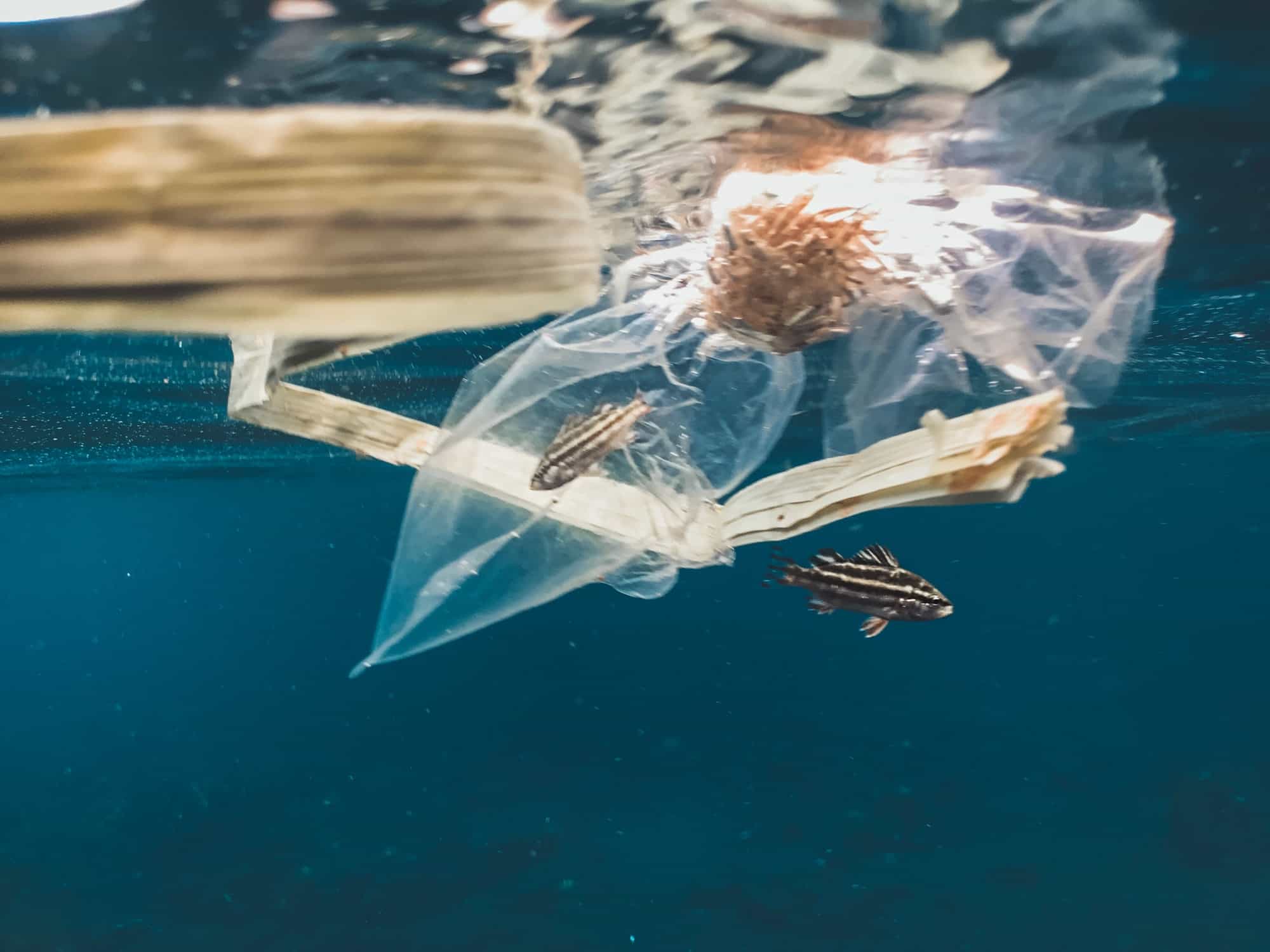 đ Plastfiber i haven visar sig vara till stor del naturliga fibrer
