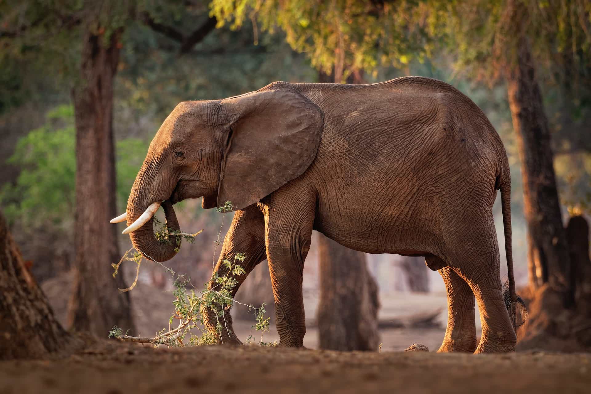 đ Biologisk kontroll av elefanter bĂ€r frukt i Zimbabwe