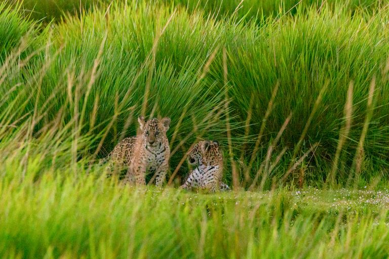 đ
Jaguarer Äter i Argentinas vÄtmark efter 70 Är