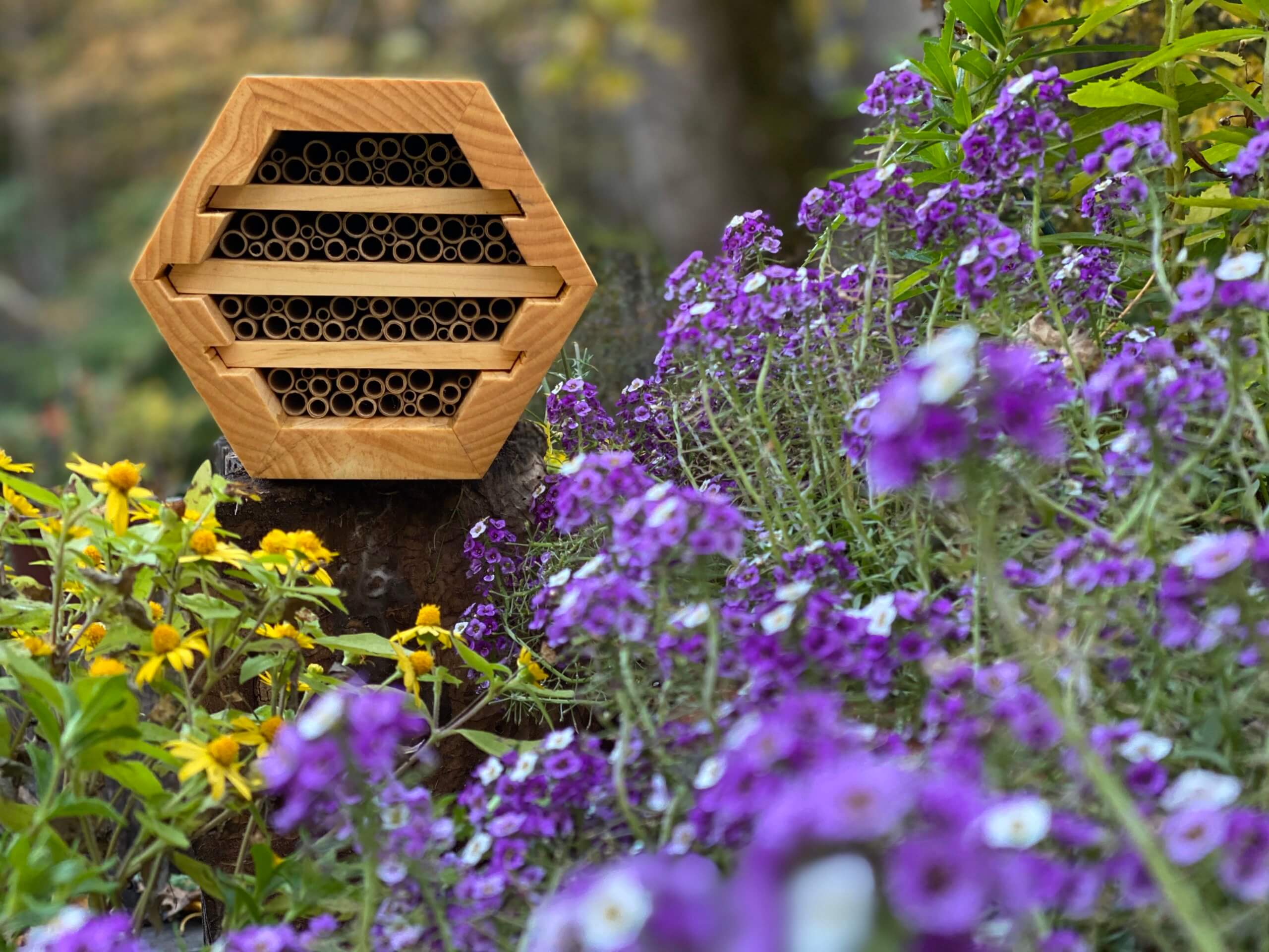 đ Sponsor-A-Hive - bra för bĂ„de bin och odling