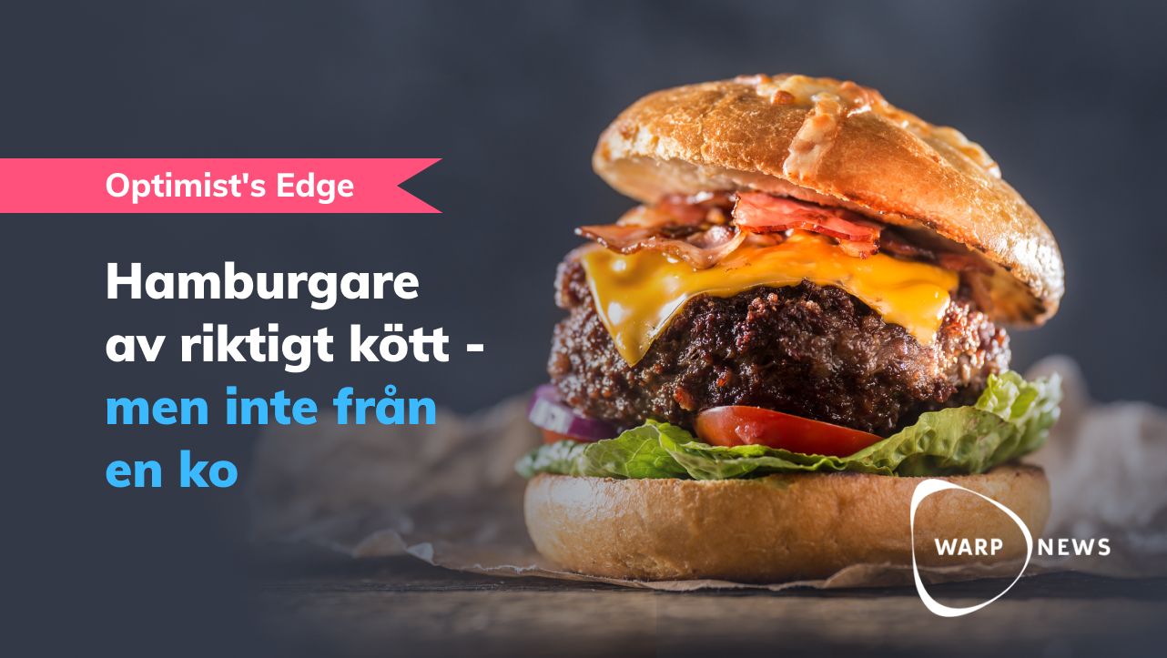 đĄ Optimist's Edge: Cellodlade hamburgare kommer bli billigare Ă€n ko-odlade hamburgare