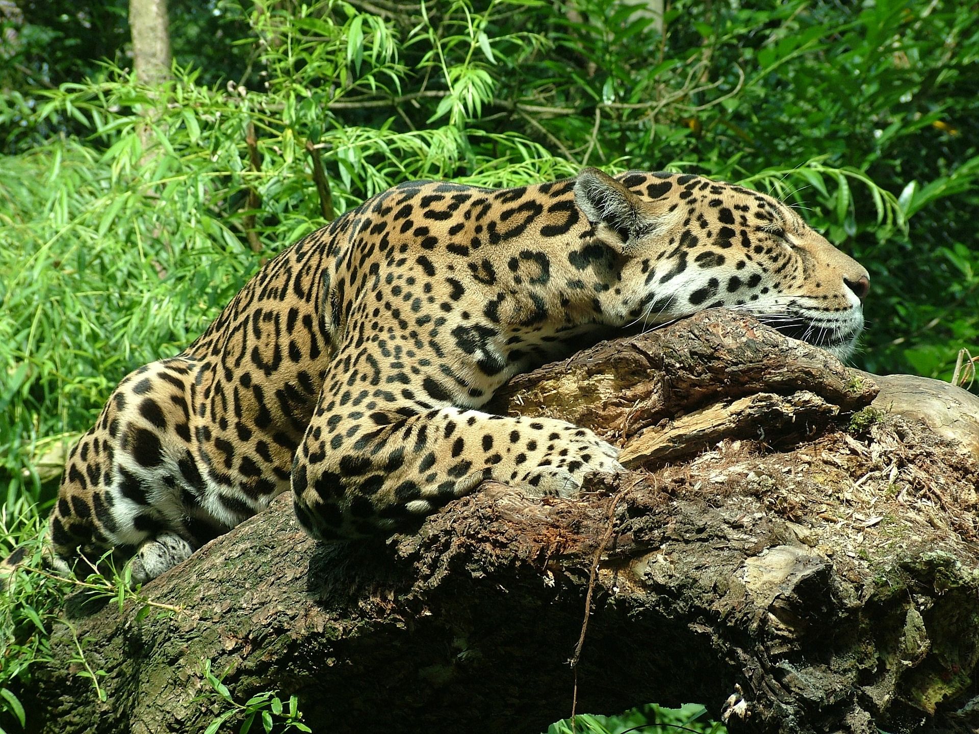 đ 1 000 kvadratkilometer stort naturreservat ska skydda jaguarerna i Belize
