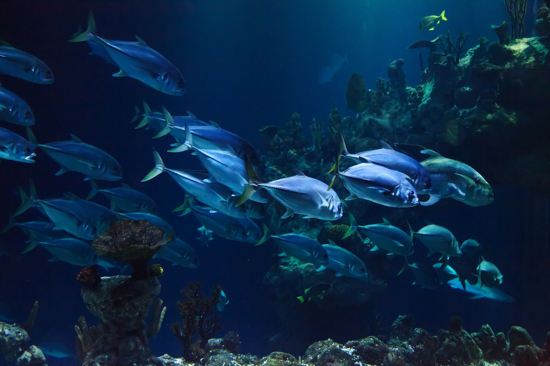 đ Skyddade havsomrĂ„den ökar fiskbestĂ„nden med 400 procent