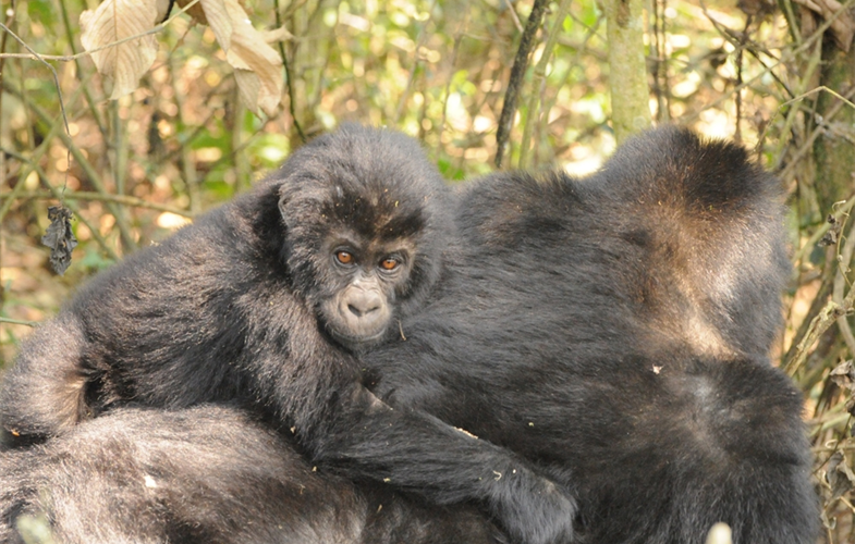 đŠ Nytt hopp för gorillorna i Kongo