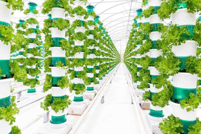 đ„Ź Storbritanniens största vertikala farm pĂ„börjar första skörden