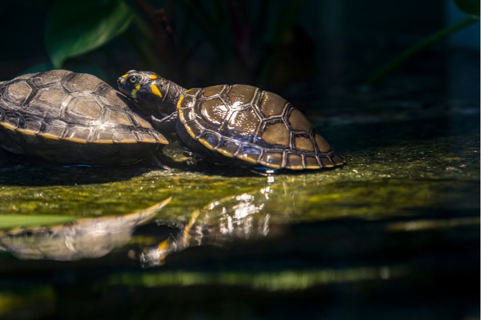 đą NaturvĂ„rdare slĂ€pper ut en miljon sköldpaddsungar i naturen