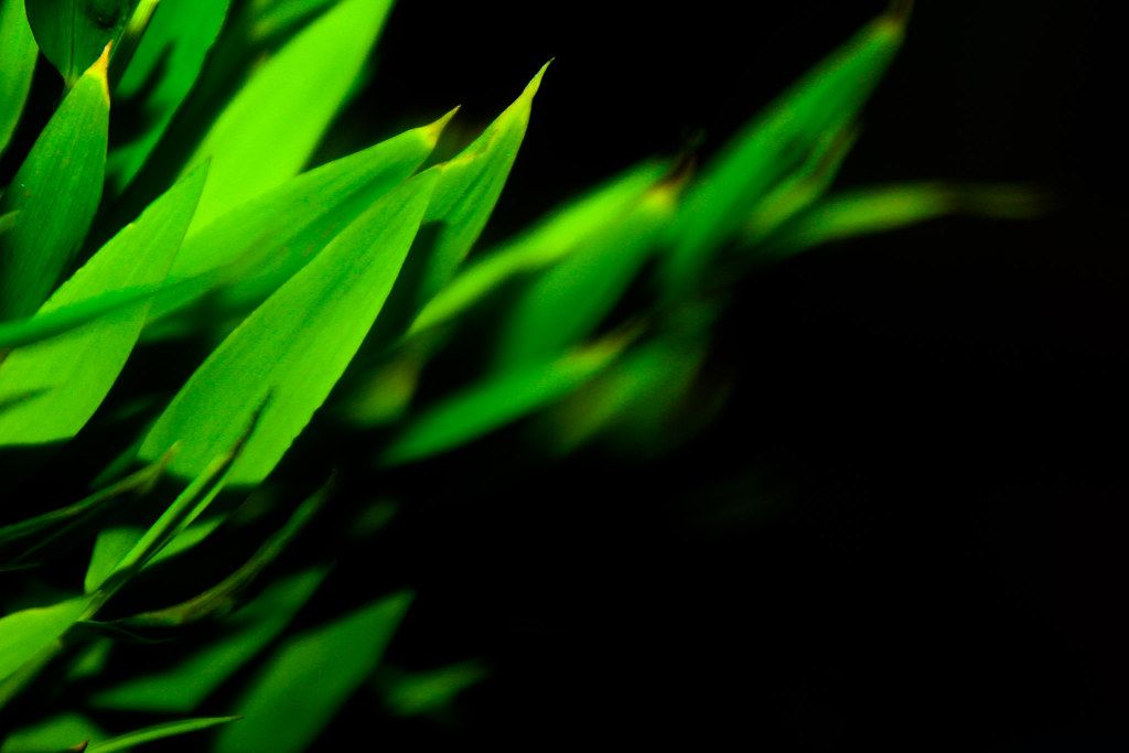 đ± Artificiell fotosyntes â odla mat utan solljus