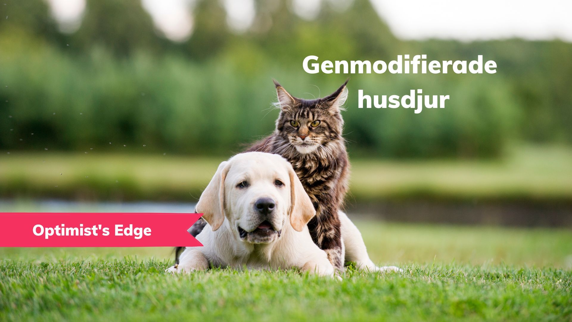 đĄ Optimist's Edge: Vill du ha ett genredigerat husdjur?