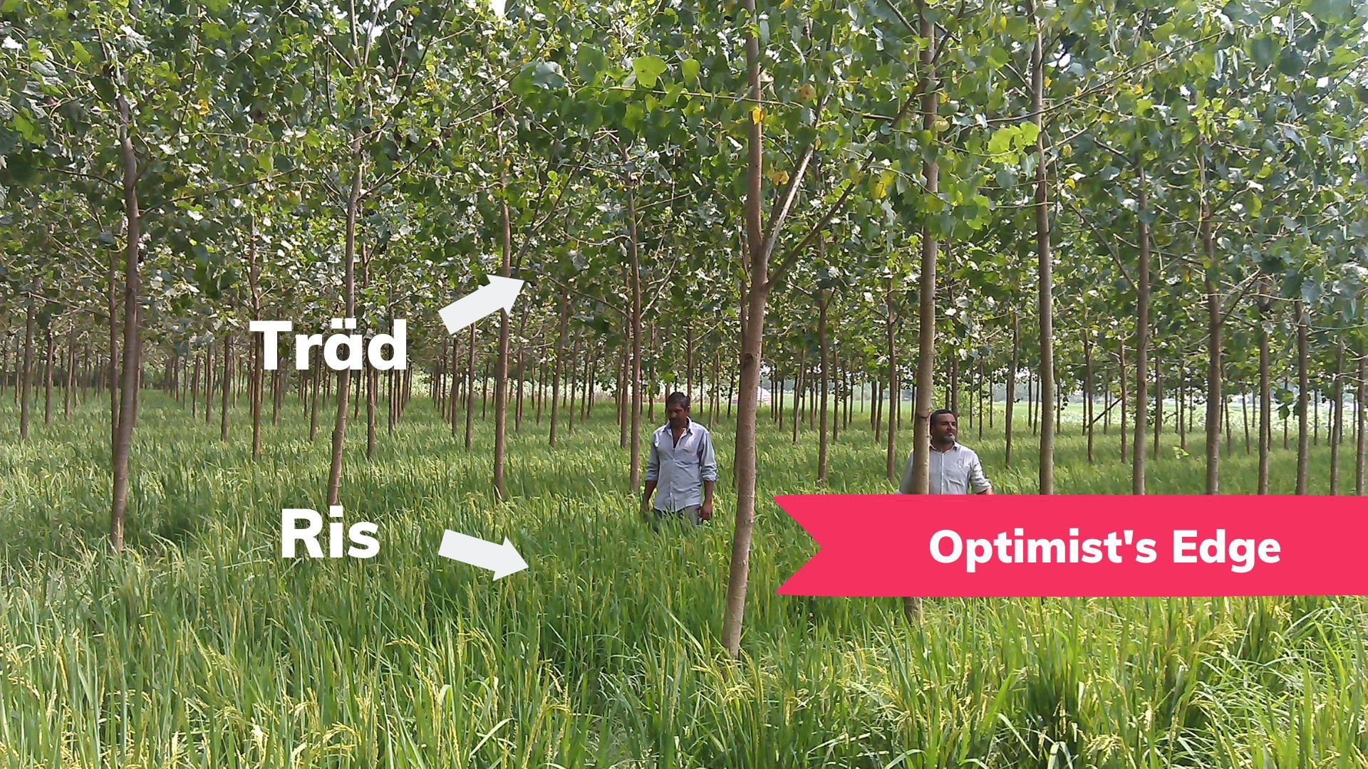 đĄ Optimist's Edge: Skog och jordbruk gĂ„r att kombinera