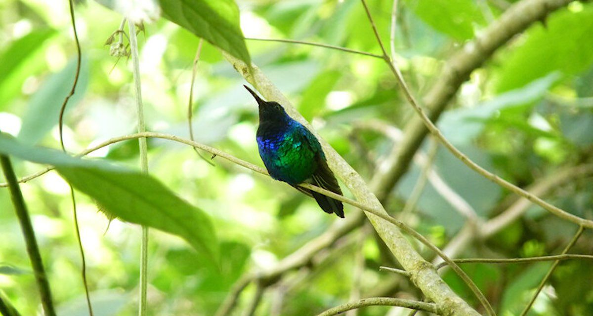 đŠ SĂ€llsynt kolibri Ă„terupptĂ€ckt i Colombia