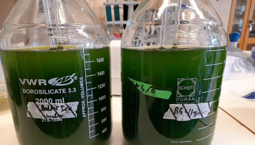 đŠ Alger bĂ„de renar vatten och producerar anvĂ€ndbar biomassa
