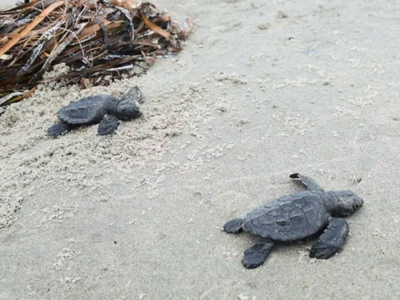 🐢 Världens minsta havssköldpaddor kläcks för första gången på 75 år
