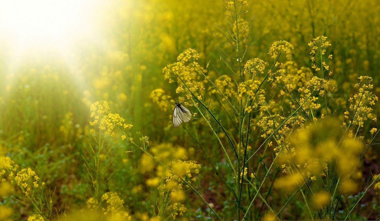 đ Naturliga feromoner kan ersĂ€tta bekĂ€mpningsmedel