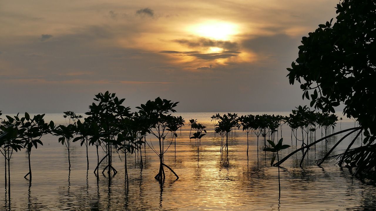 đż Mangroveskogarna klarar sig bĂ€ttre Ă€n förvĂ€ntat