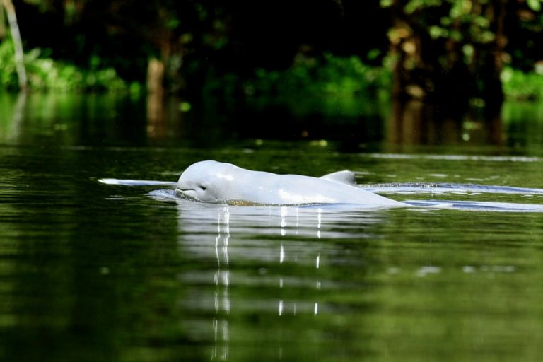 đŹ OhĂ„llbart fiske förbjuds i reservat för utrotningshotad delfinart