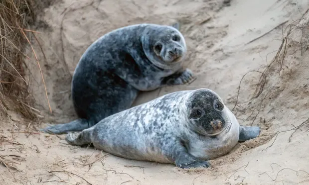 đŠ RekordmĂ„nga sĂ€lungar pĂ„ Norfolk Coast