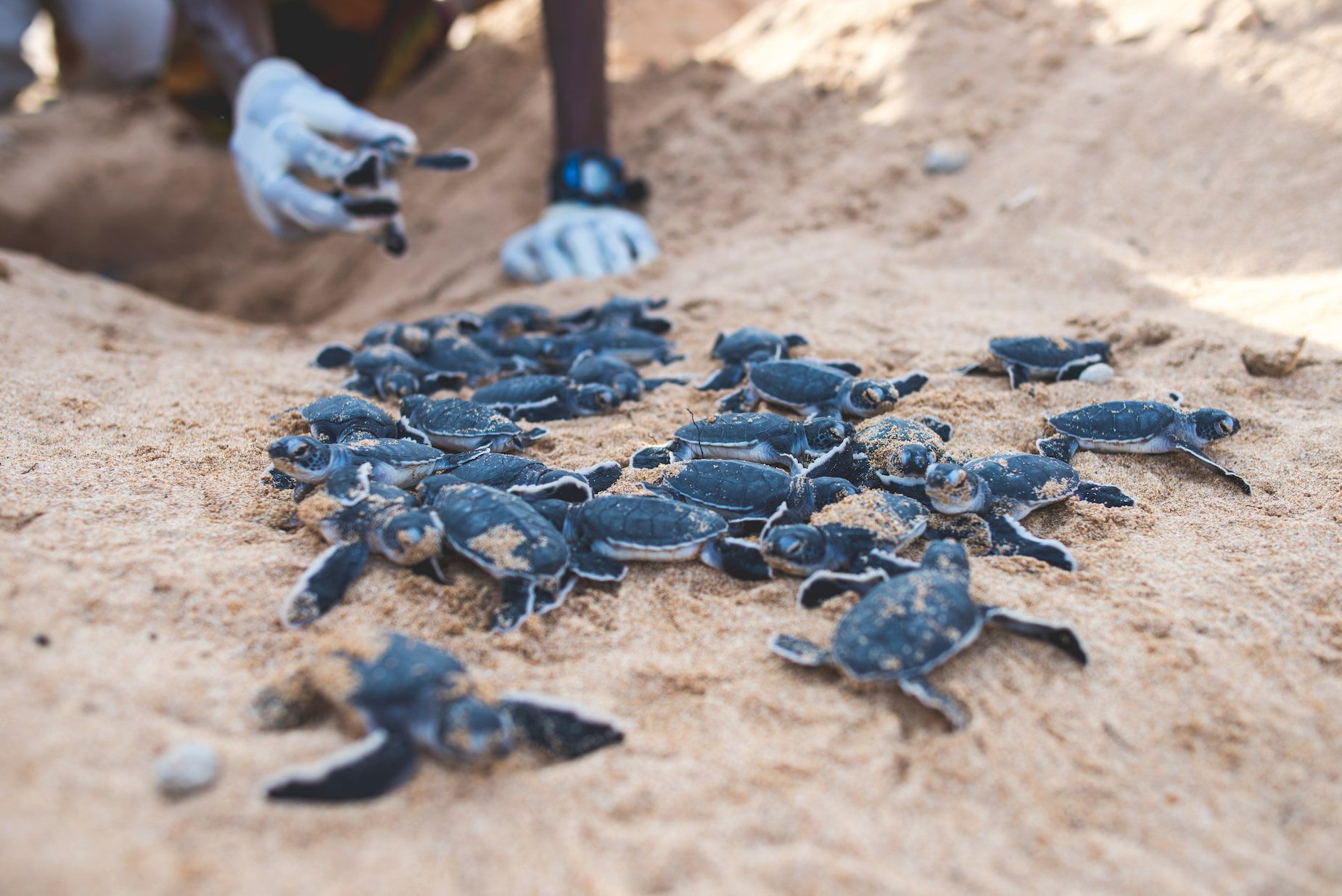 🐢 Rekordmånga sköldpaddsbon i Palm Beach