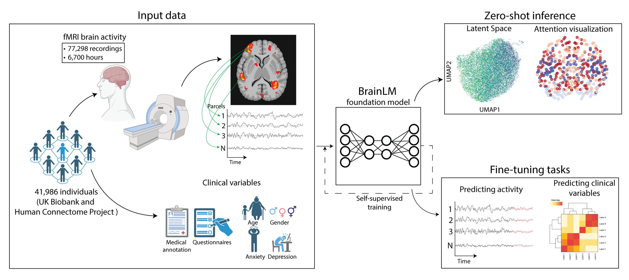 🧠 BrainLM använder samma principer som ChatGPT för att tolka hjärnaktivitet, ger snabbare analyser