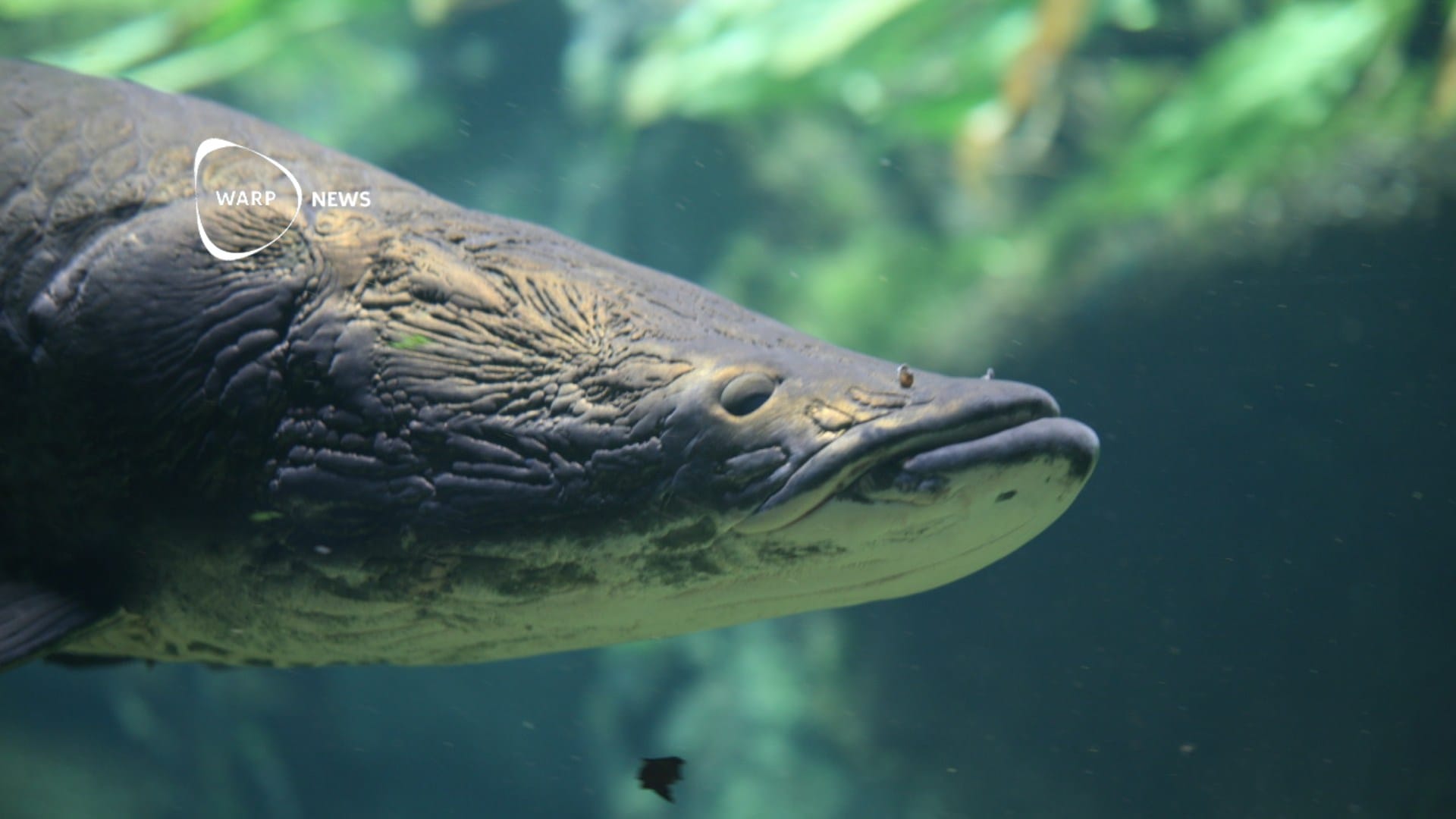 đ JĂ€ttefisk i Amazonas Ă„terhĂ€mtar sig, efter lyckad insats frĂ„n lokalbefolkningen