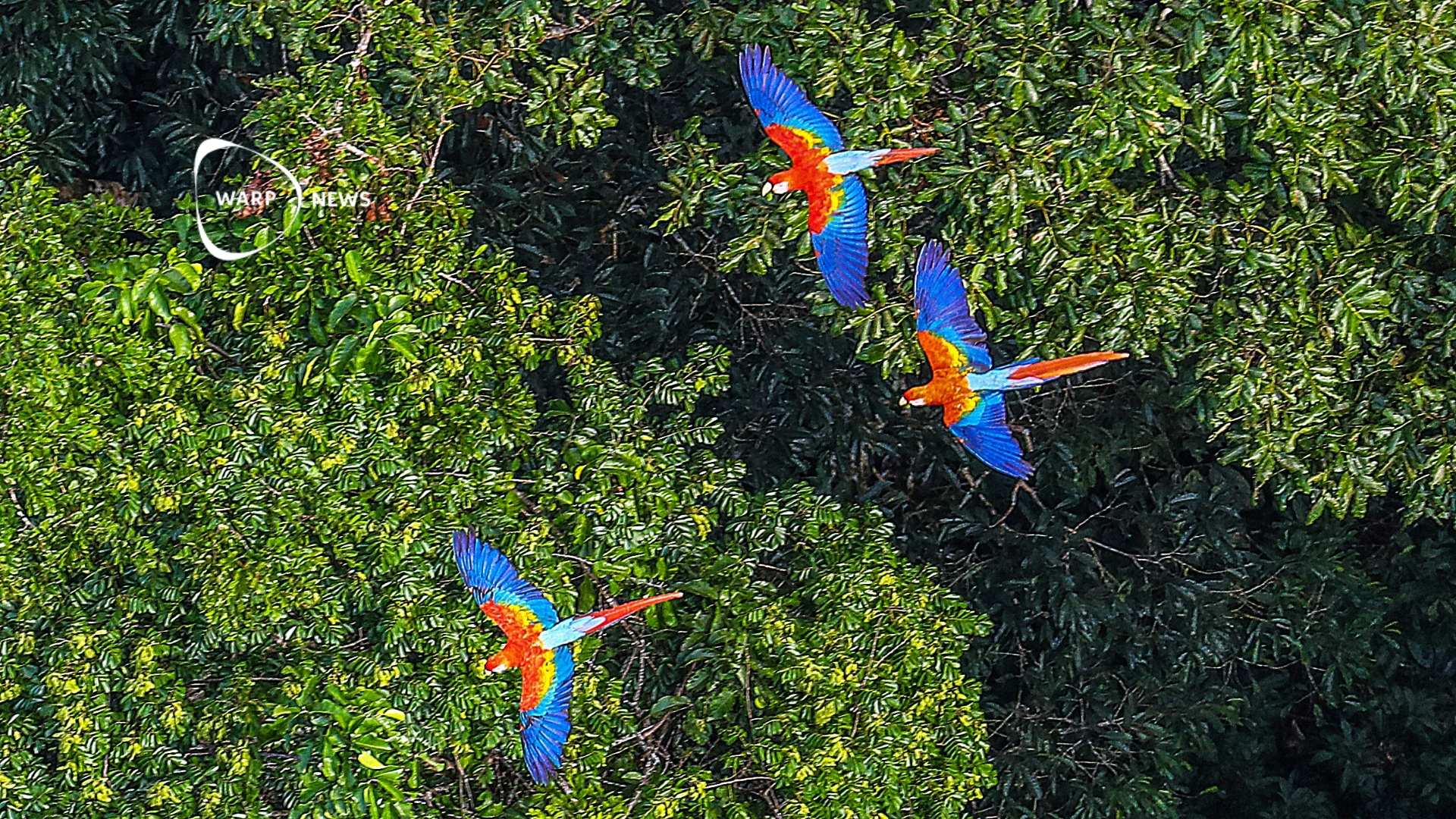 đł Avskogningen i Amazonas minskar med 30%