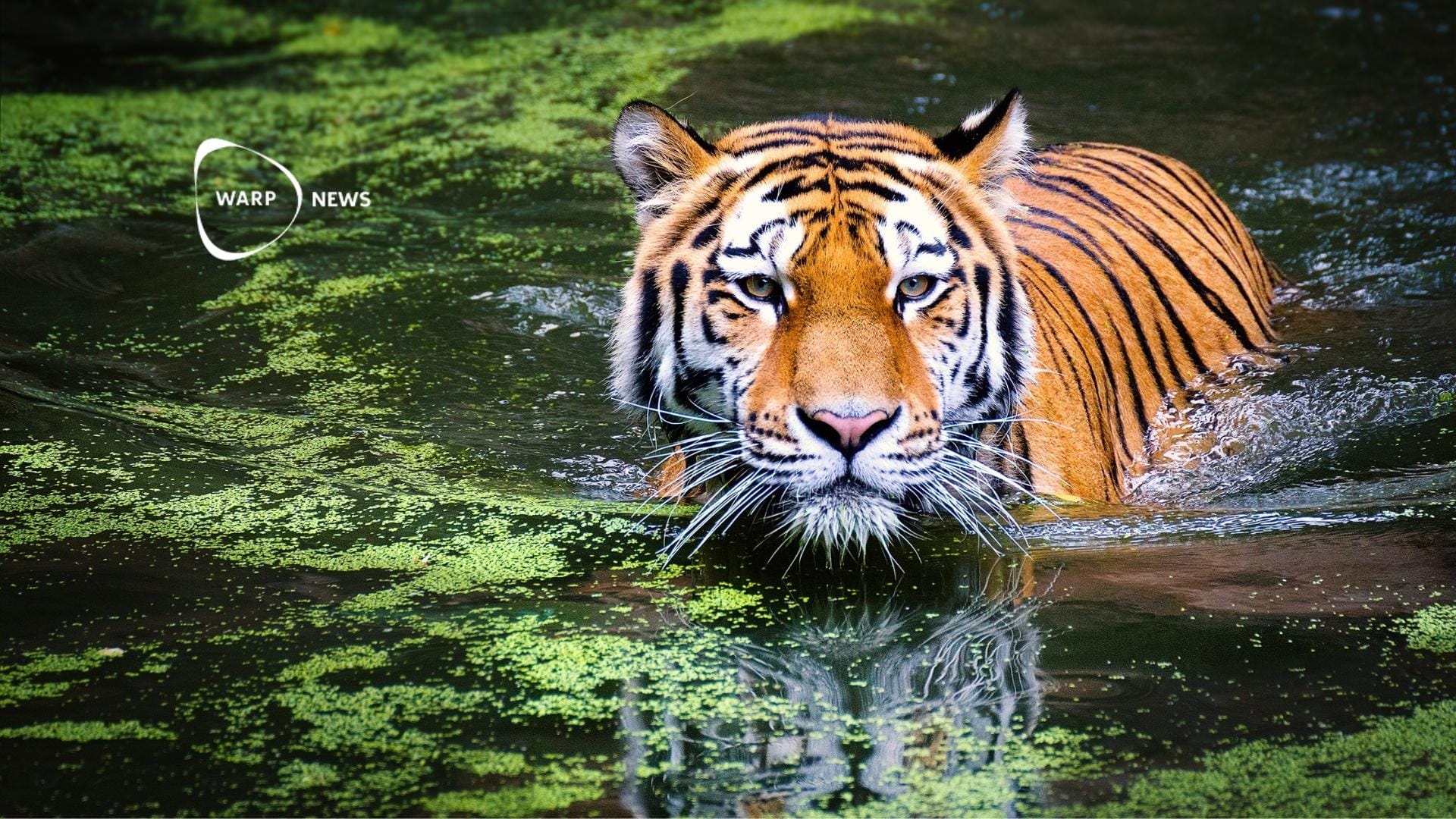 đ
Thailands tigerpopulation har femdubblats pÄ 15 Är