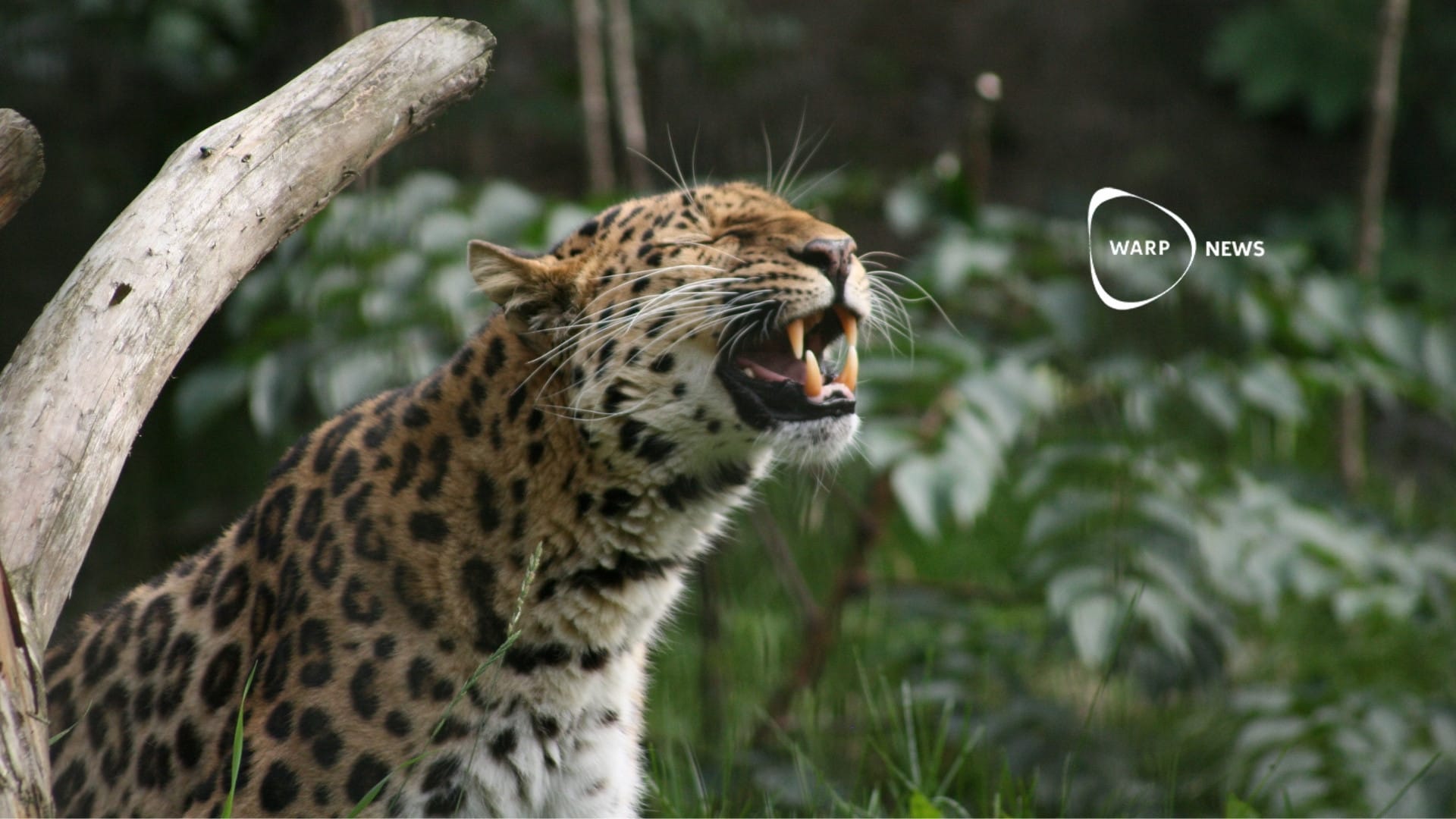 đ Utrotningshotade Amurleopardens population ökar till 130 individer