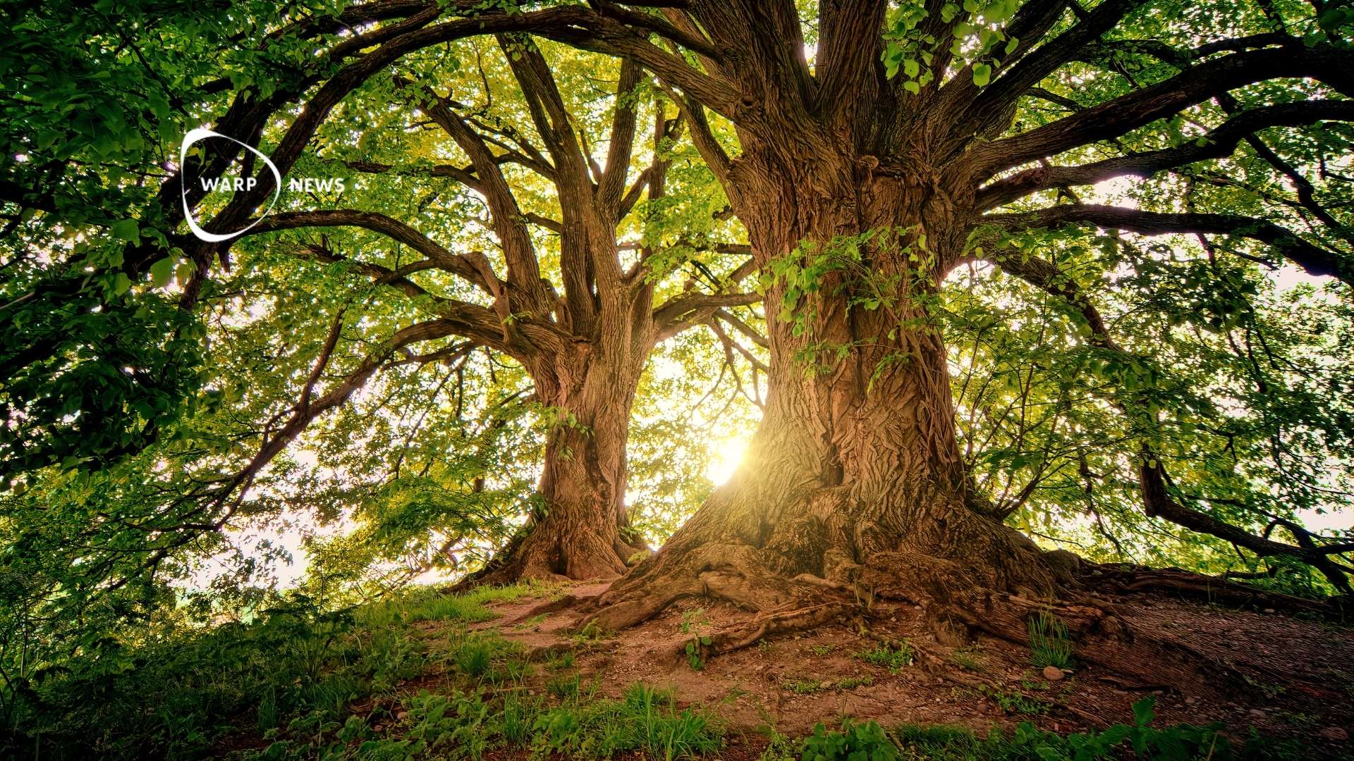 🌲 Skogstäckning ökar i flera regioner – FAO-rapport visar minskad avskogning globalt