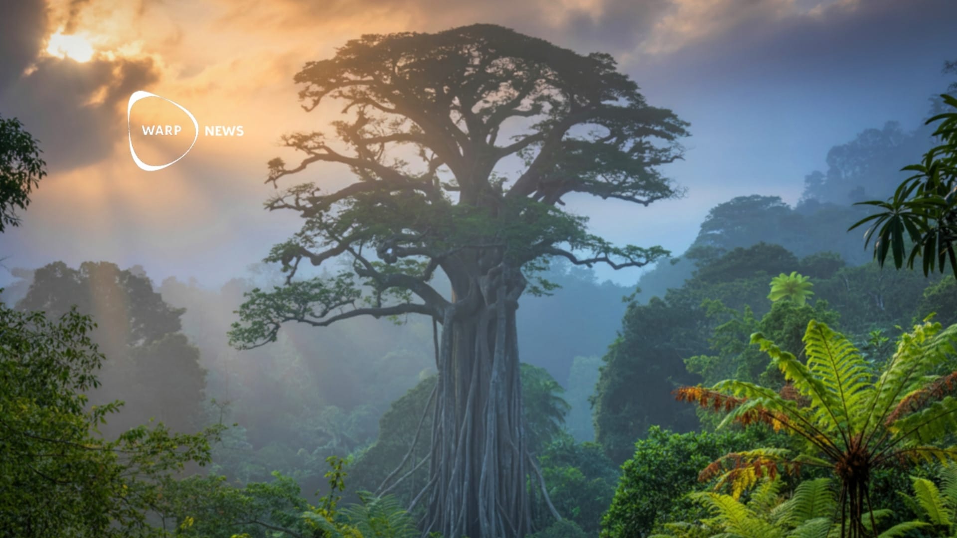 🌳 Avskogningen i Amazonas når lägsta nivå på ett årtionde