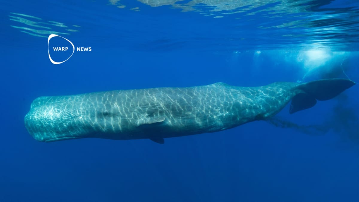 🐳 Scientists are beginning to understand the basics of sperm whale language