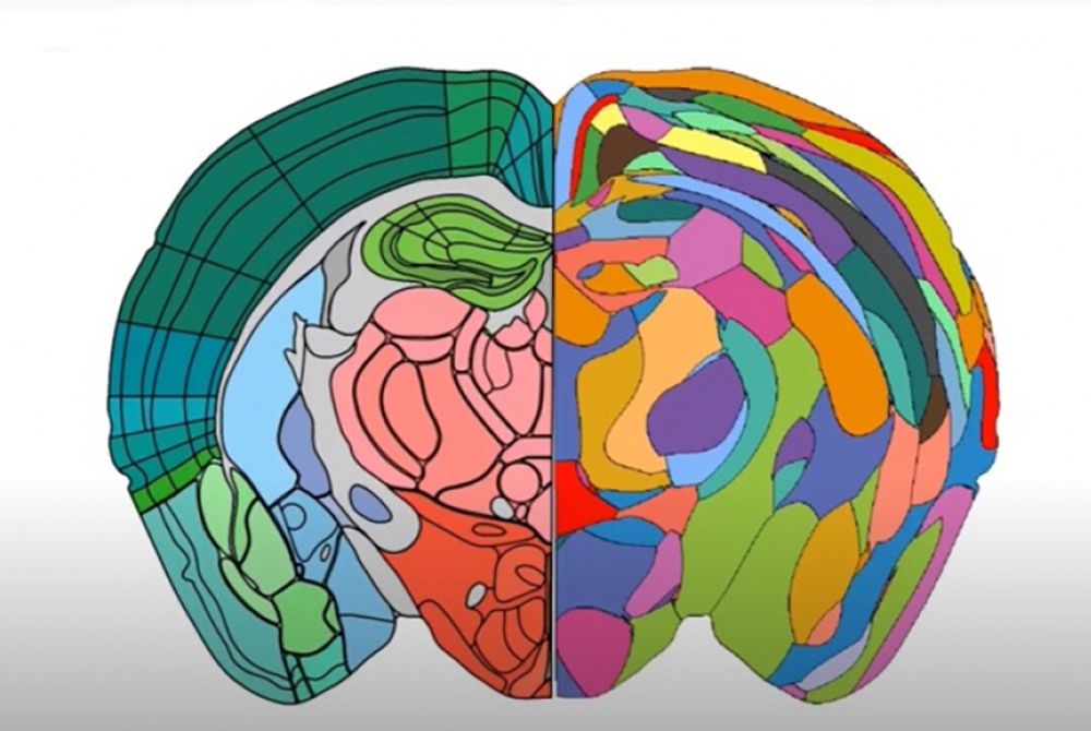 🔬 AI hjälper oss kartlägga hjärnan för att kunna bota hjärnsjukdomar