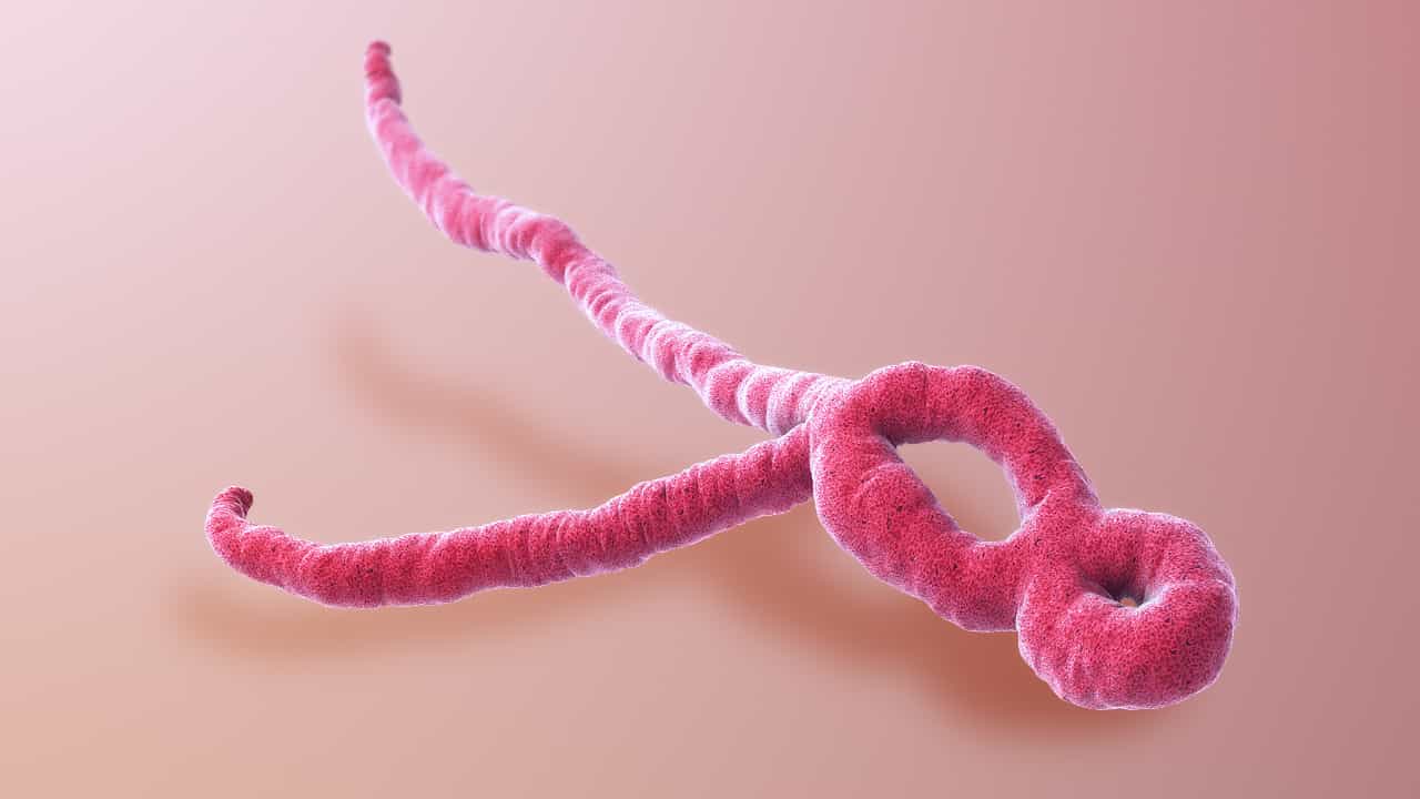 💡 Ebola går nu att bota – så här fungerar det