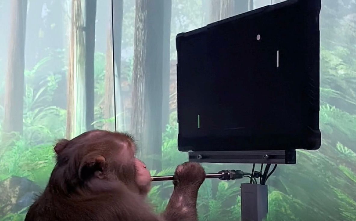 🐵 Apa spelade datorspel via hjärnan – stort framsteg för Neuralink