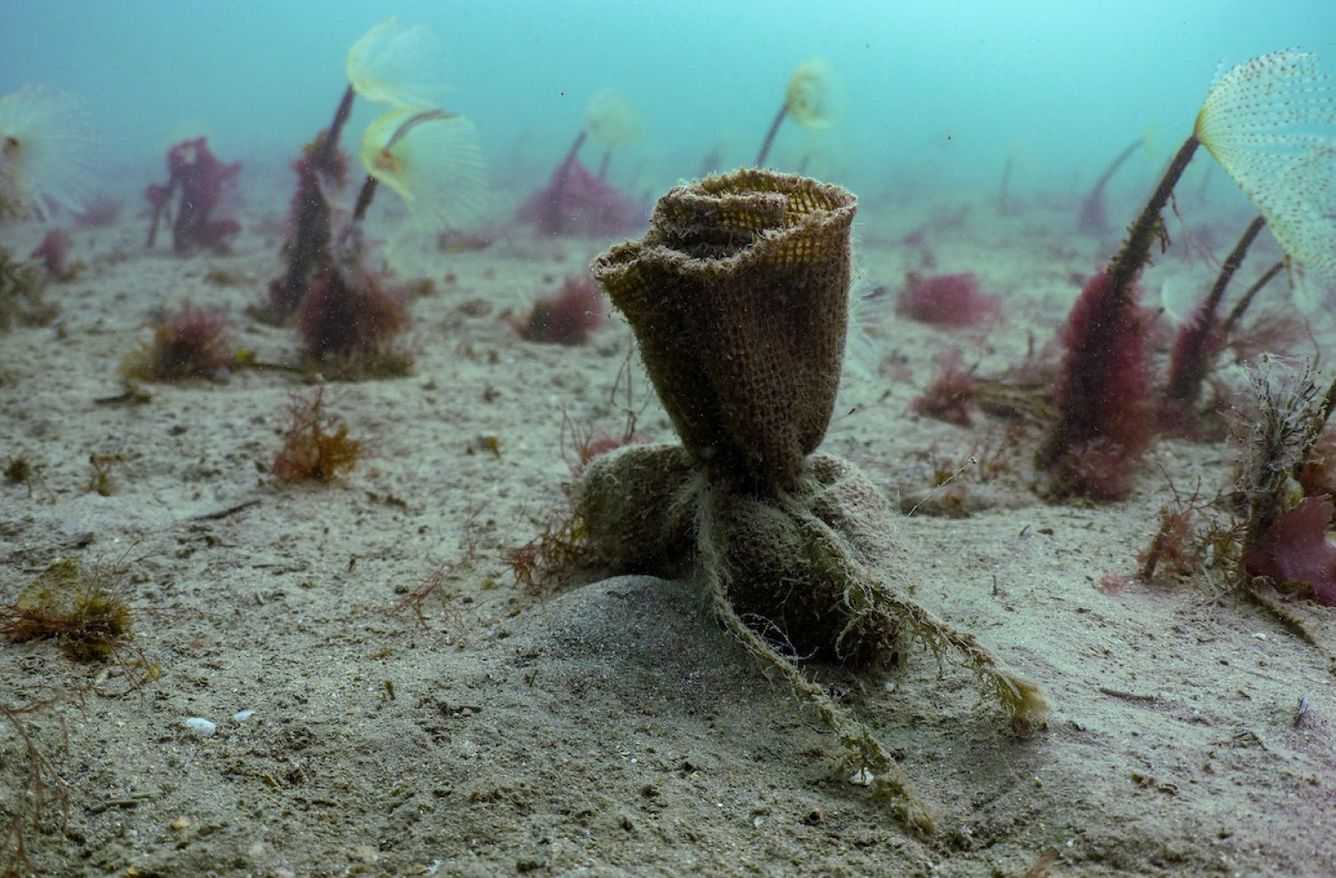 🌿 England startar sitt största restaureringsprojekt för sjögräs