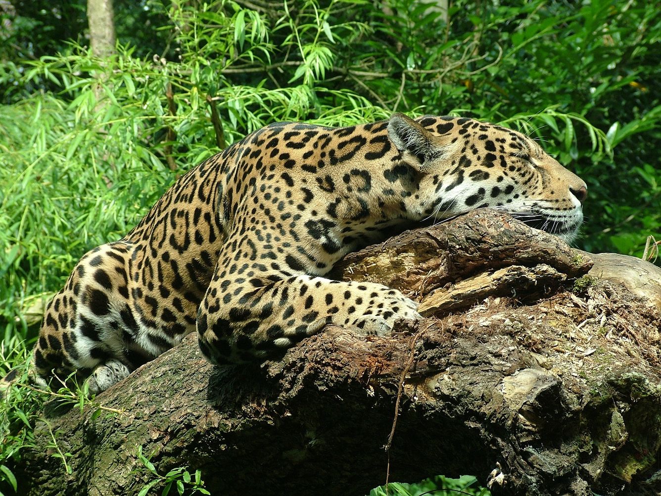 🐆 1 000 kvadratkilometer stort naturreservat ska skydda jaguarerna i Belize
