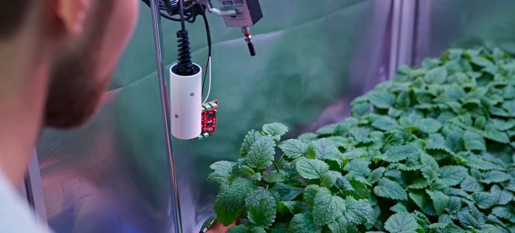 ☀ Växter reglerar sitt eget ljus i växthuset