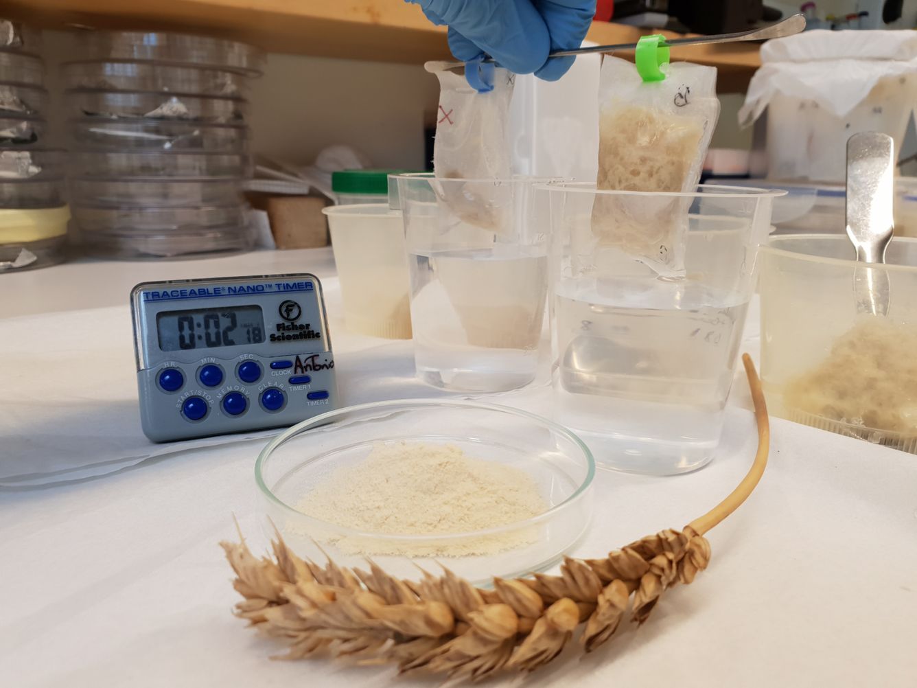 👶 Miljövänliga engångsblöjor kan göras på vete och potatis