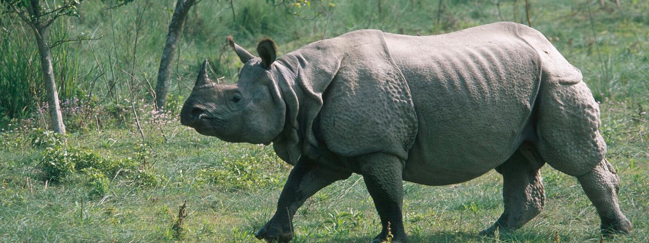 🦏 Den indiska noshörningen har ökat från 100 individer till 3 700