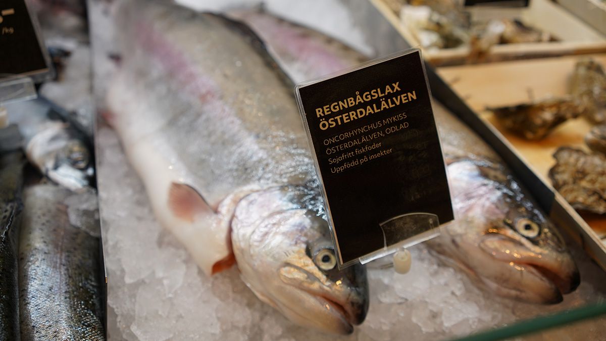 🐟 Insektfoder gör odlad lax mer hållbar