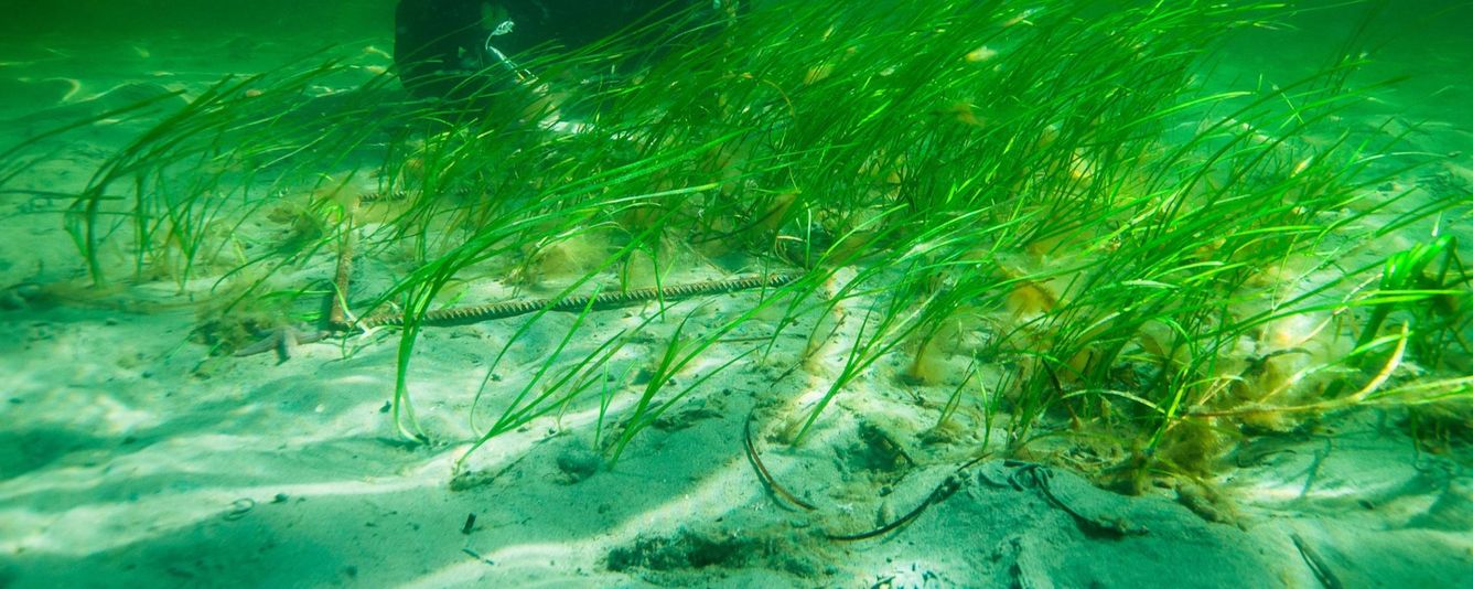 🌱 Ålgräsplantering ger klarare havsvatten och gynnar biologisk mångfald