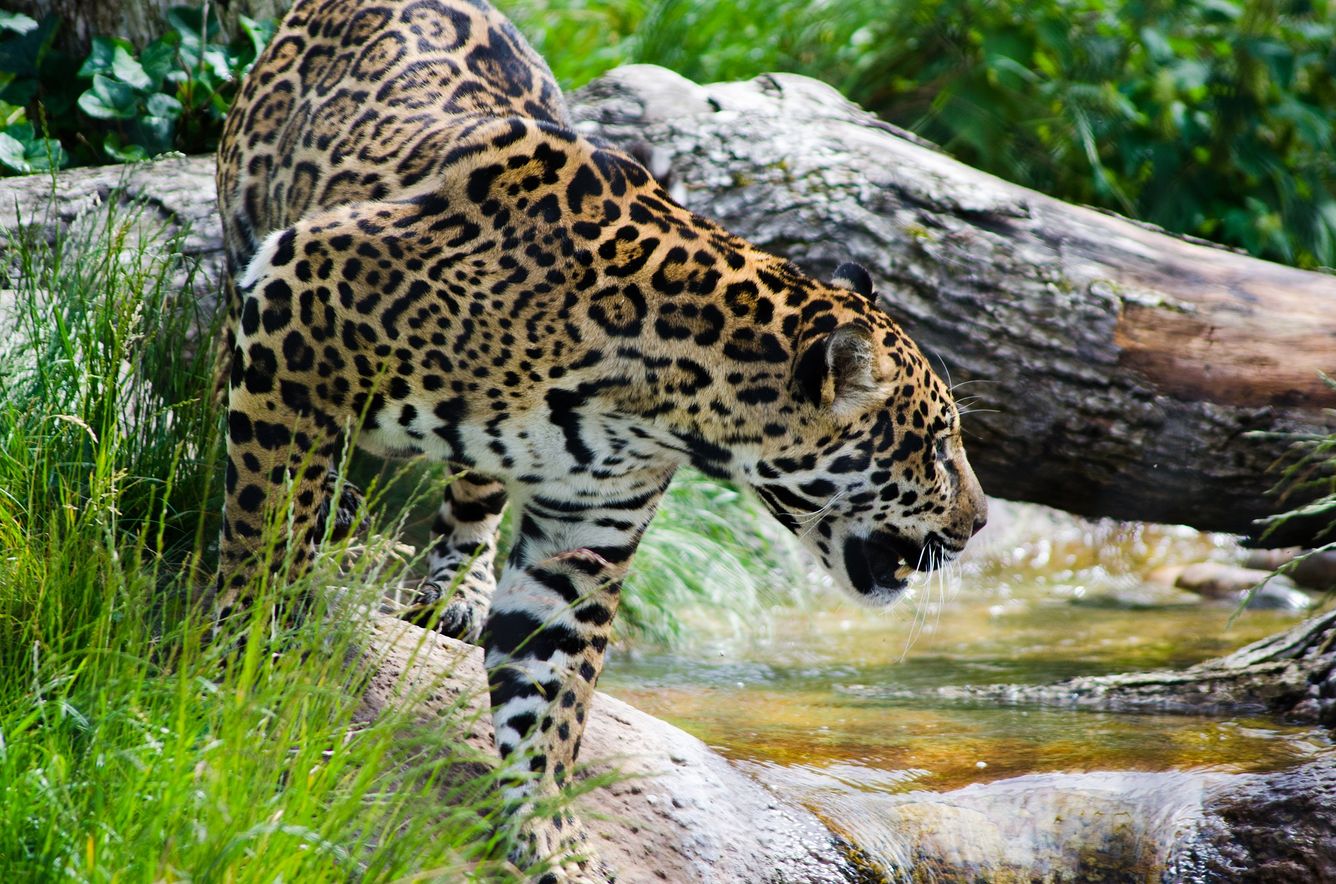 🐆 20 procent fler jaguarer i Mexiko