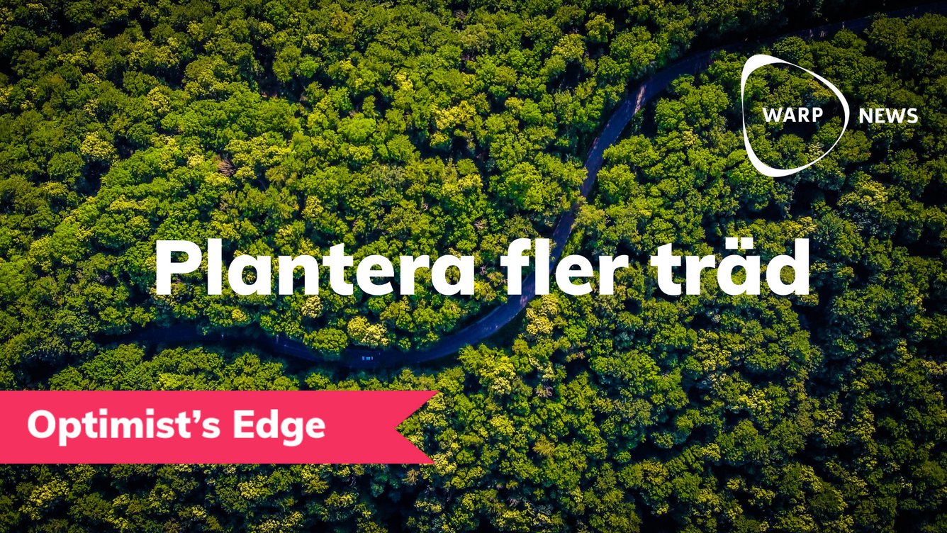 💡 Optimist's Edge: Plantera ett träd – och odla ett grönare liv