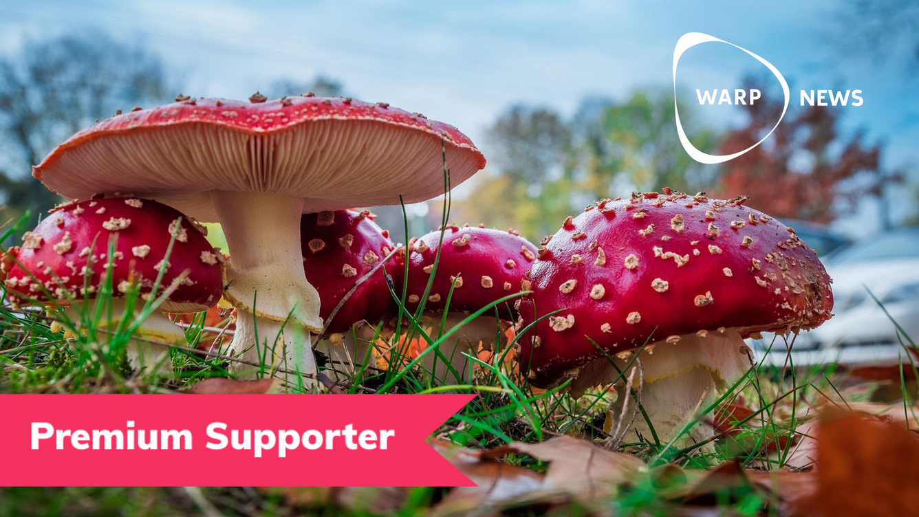 🏛 Jag vill bo i en svamp - annars får jag kramp