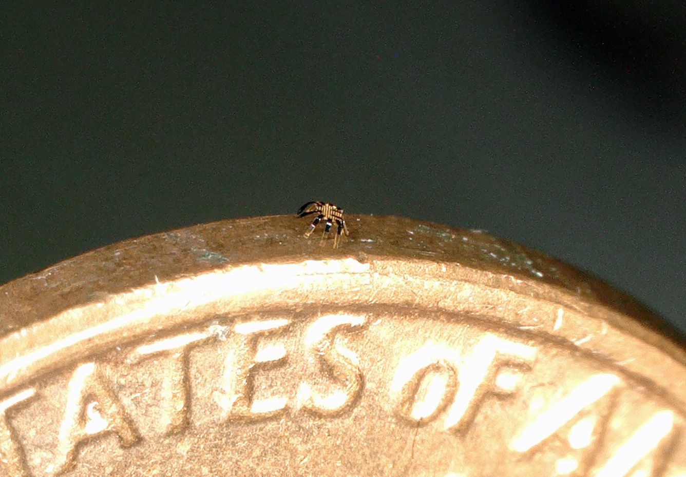 🕷 Världens minsta robotar skulle kunna hjälpa till med operationer och underhåll