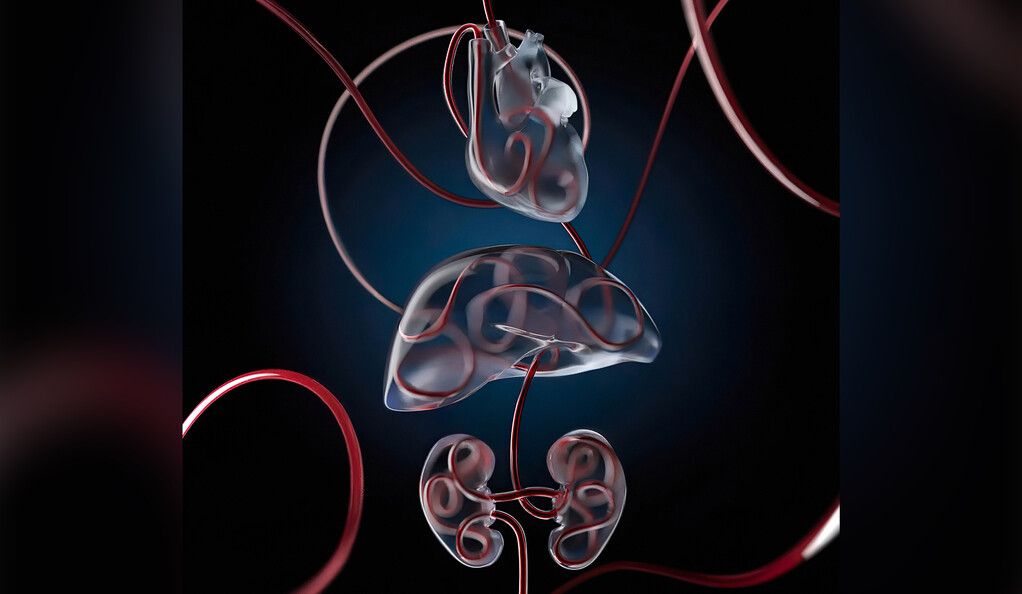 💔 Döda organ kan få nytt liv