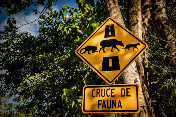 🛣 Viltforskare vill göra Costa Ricas motorvägar säkrare för vilt