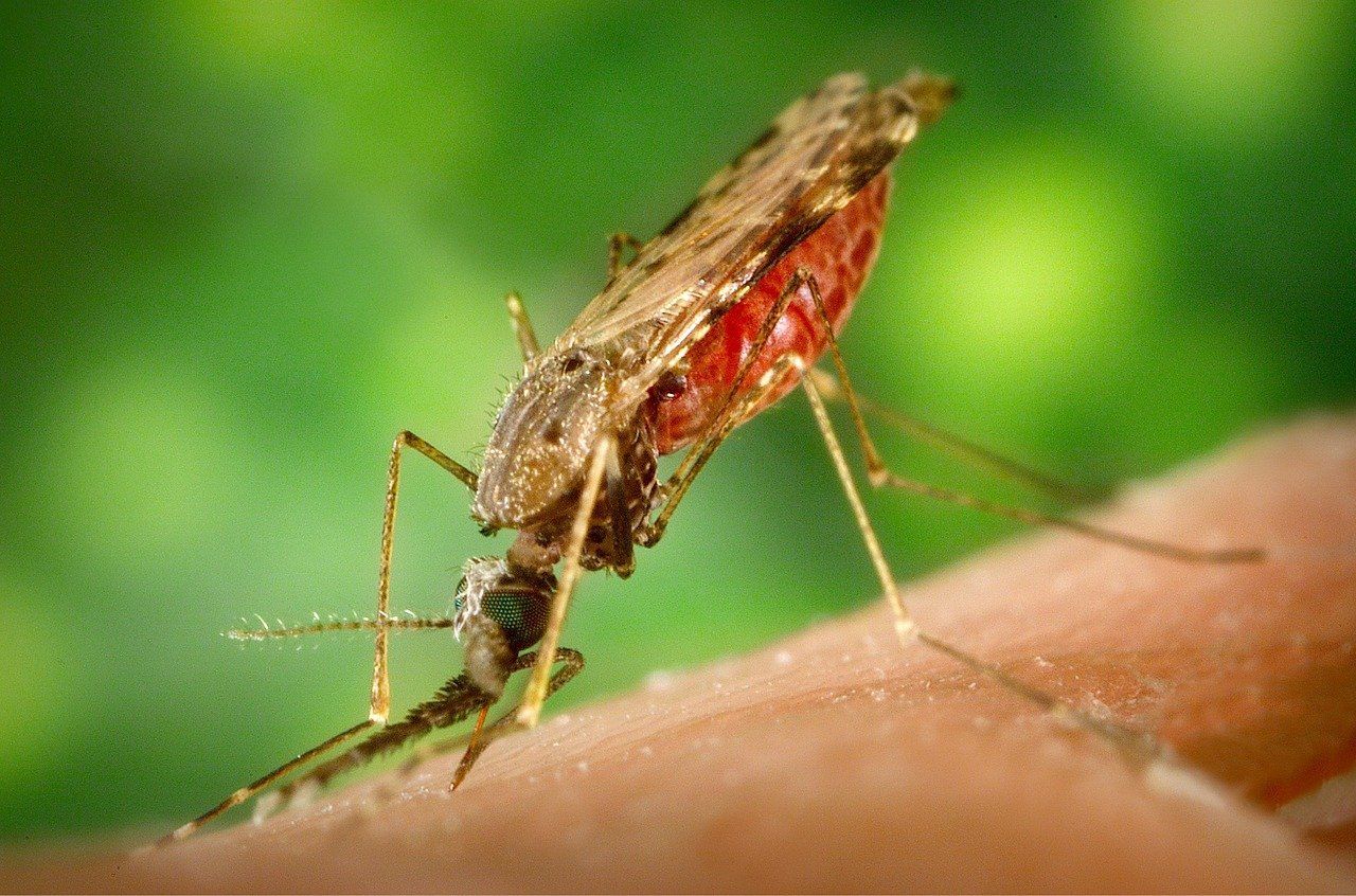 🦟 Succé för vaccin mot malaria