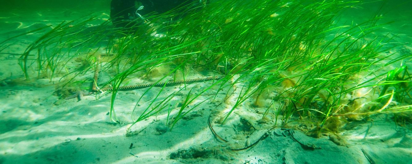 🌱 Succé för återplantering av ålgräs